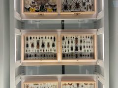 -美国自然历史博物馆