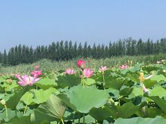 -白洋淀风景区