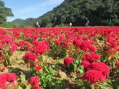-广州市石门国家森林公园