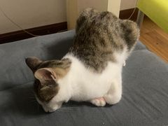 -四月宠物医院·猫专科·心脏专科·内科(转塘店)