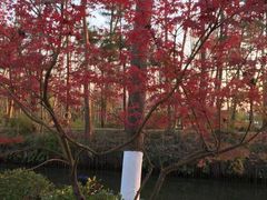 -合肥滨湖国家森林公园