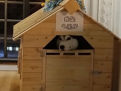 海参-Husky Go! 哈士奇体验馆·宠物咖啡厅狗咖