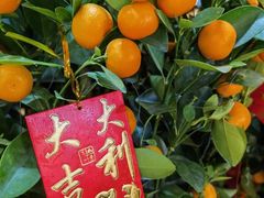 -双季花艺园艺市场(浦东店)