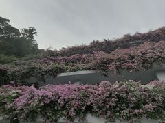 -深圳仙湖植物园