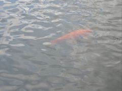 -西湖外事游船(花港观鱼码头)