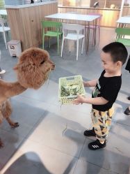 -Moni星球萌宠·小马宝莉·灵蛇·高端高阶全萌宠互动体验俱乐部(红豆国际广场店)