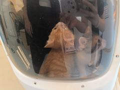 -瑞派·关忠动物医院·猫专科·犬专科(三环新城店)