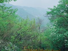 -大岭沟猕猴桃谷风景区
