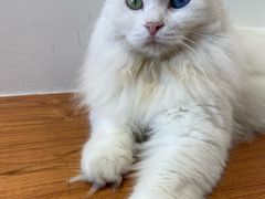 -有猫主题·治愈系猫咖(曾厝垵店)