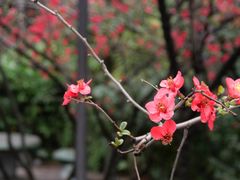 -棠湖公园