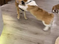 -浣熊柯尔鸭土拨鼠·电玩咖