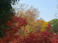 -秋霞圃