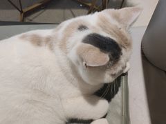 -藏猫猫咖啡主题馆(中央大道店)