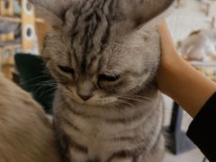 -平行世界·猫咖(首经贸店)