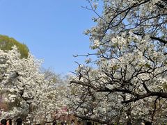-石家庄市植物园