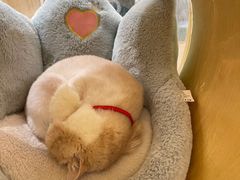 -猫域·湾主题猫咖·宠物吧(南坪城市广场店)