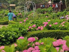 -上海共青森林公园