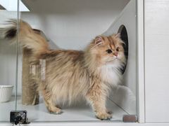 -十月米努特矮脚猫舍