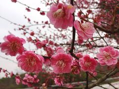 -石塘人家