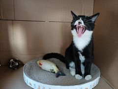 -可蒙动物医院·猫科·骨科中心(首义路店)