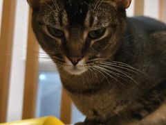 -柴迷FANS CLUB·柴犬狗咖·猫咖