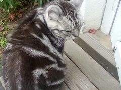 android_upload_pic-海边的猫和咖啡馆