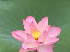 -荔湾湖公园