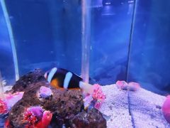 -太平洋海底世界