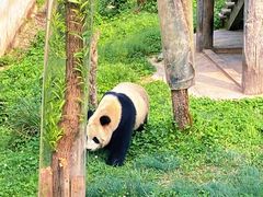 -中国大熊猫保护研究中心雅安碧峰峡基地