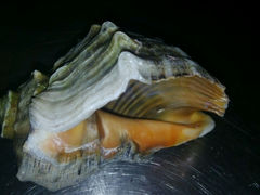 android_upload_pic-蓝港海鲜厨房(金水路店)