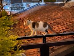 阁楼屋顶上的猫咪-普朗姆生蚝吧(原建国路店)
