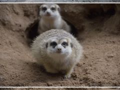 -广州长隆野生动物世界