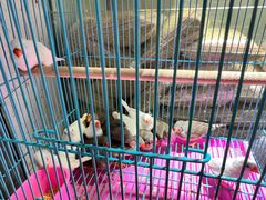 -大学城夜市大排档(凤栖路店)