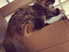 -小时光咖啡馆(开森度假森林店)
