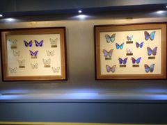 iphone_upload_pic-上海昆虫博物馆