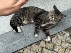 -金海华·华宴江南(斜塘店)