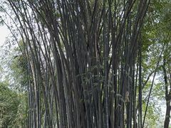 -望江楼公园