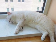 -鼓捣猫呢主题猫咖店
