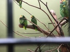 -新加坡飞禽公园