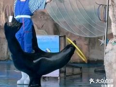 -灵玲国际马戏城
