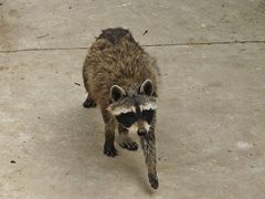 -石家庄市动物园