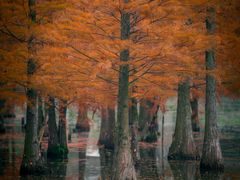 -白鹭湾湿地公园