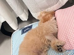 -MARSMART PETS火星宠物超市(1733店)