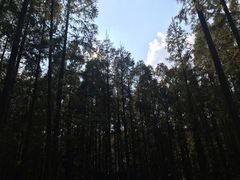 -黄海国家森林公园