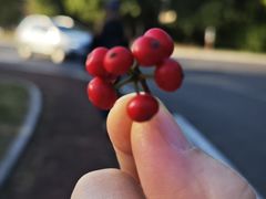 -羚羊峡古栈道森林公园
