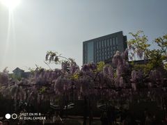 -嘉定紫藤园