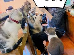 -李小姐の猫咖啡馆(五角场店)