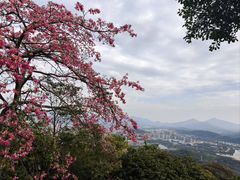 -风云岭森林公园