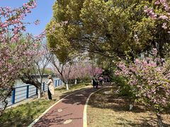 -高东镇樱花园
