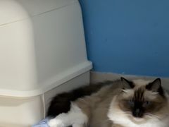 -瑞派康怡24h宠物医院·犬猫医疗中心·微创绝育(瑞景分院)